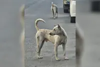 Activists urge action over repeated stray dog abuse in Telipok Ria