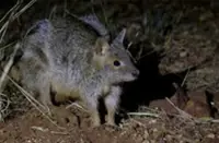 Scientists use mosquitoes to track endangered Australian wildlife