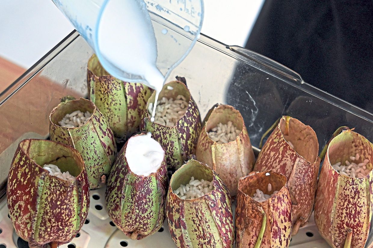 Coconut milk is poured into the pitcher plants during the ‘lemang’-making process.