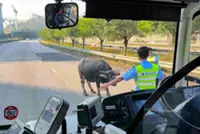 Injured buffalo euthanised after causing rush-hour jam on Hong Kong highway