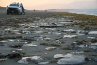 Mexico's coastal communities fear more crude contamination as spill source unclear