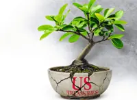 Are Treasuries a sustainable bet?