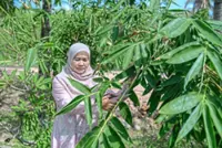 Demand surges for bamboo leaf ‘ketupat’