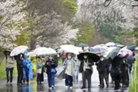 Japan Imperial Palace grounds open to public for cherry blossom season