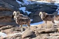 Illegal hunting of argali in Mongolia could result in MNT44mil fine