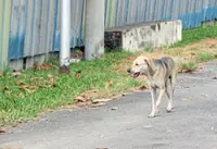 10-year-old boy is latest rabies victim in S'wak