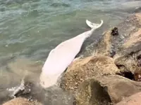 Juvenile Bryde's whale found dead in rock embankment along Tg Aru beach
