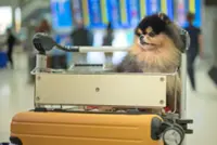 Pet owners evacuating UAE urge Hong Kong to loosen 120-day quarantine leash