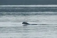 Amazing achievement: Cambodia registers fourth newborn rare Mekong dolphin in 2026