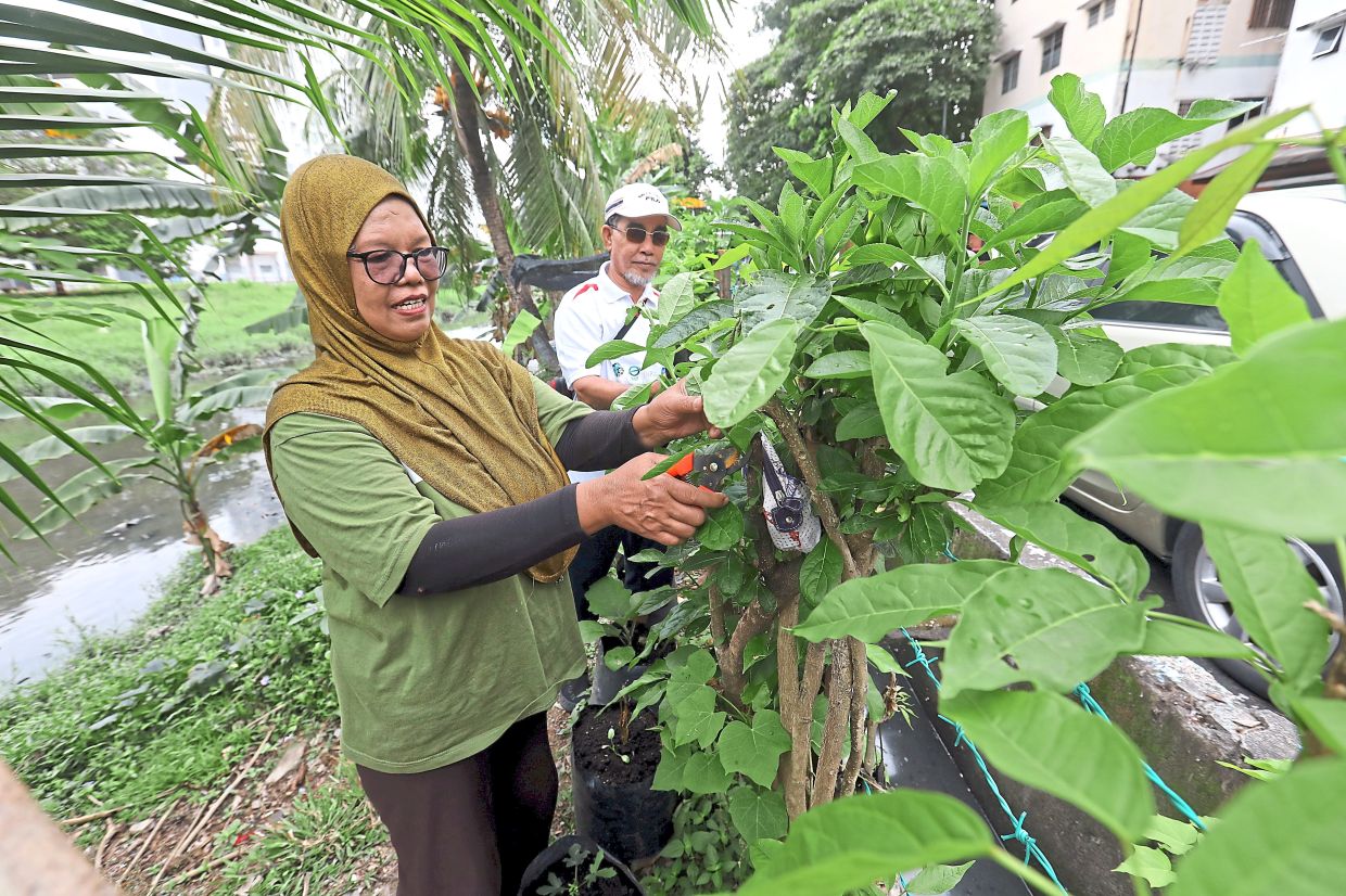 Husband and wife team, Razlina Wahid, 58 and husband, Nasir Jamhari, 60, tending to their little plot by the river.
