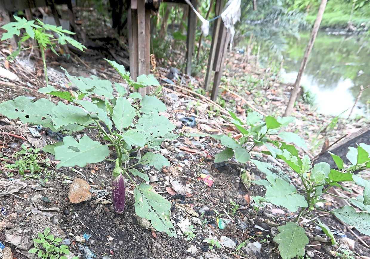 Brinjal grown at the Sungai Aur riverbank garden.
