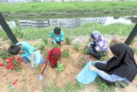 Reclaiming riverbank of Sungai Aur