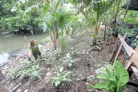 Retired residents find new purpose tending to plants at Klang riverbank