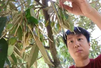 Heatwave sends durian trees blooming earlier than expected