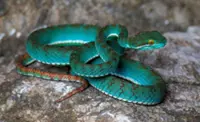 New species, rare wildlife, including a pit viper, discovered in Cambodia's karst caves, say conservationists