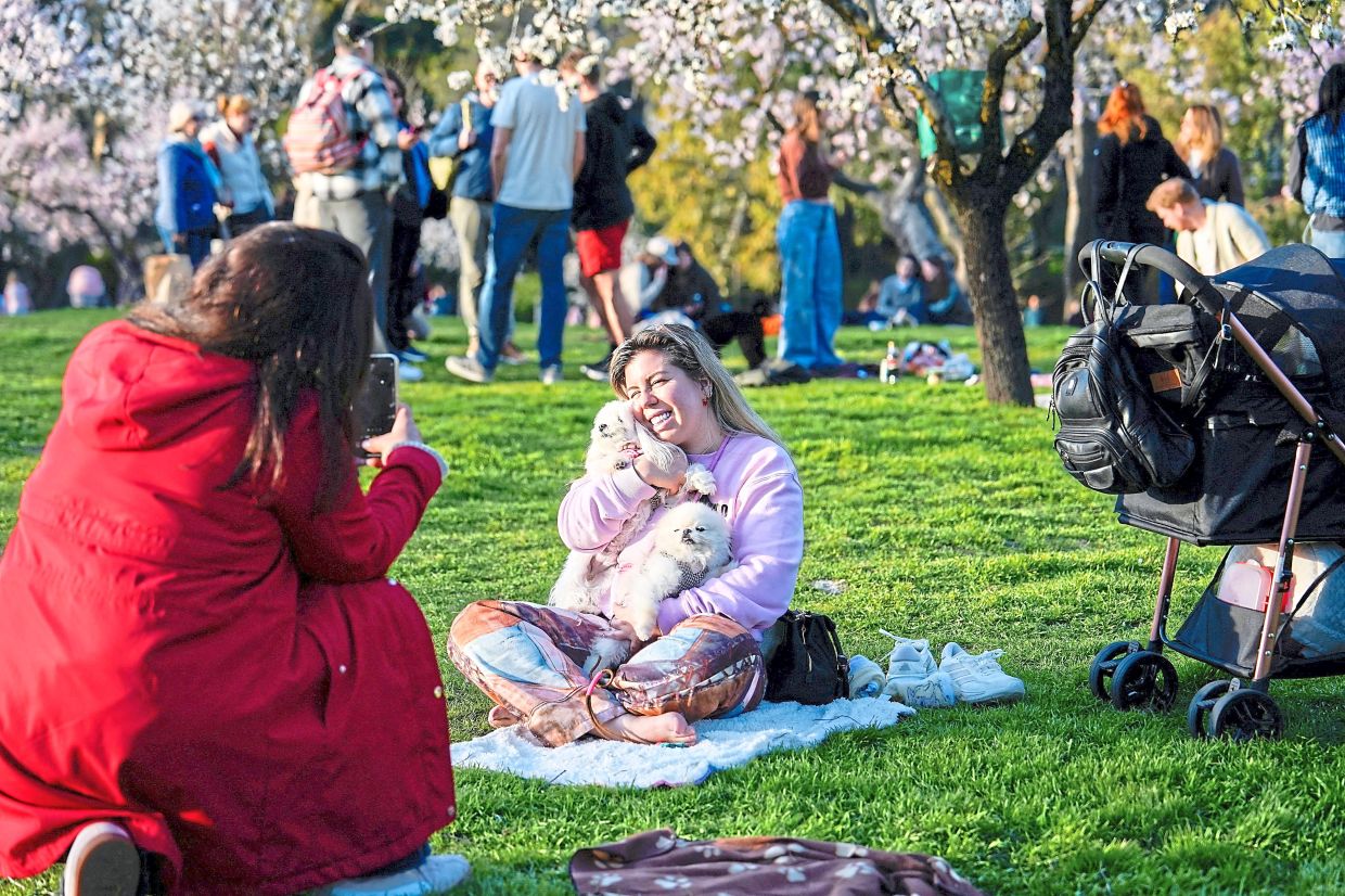 3. A woman posing with her dogs during a picnic beneath blossoming almond trees at Quinta de los Molinos park in Madrid, Spain. — Reuters
