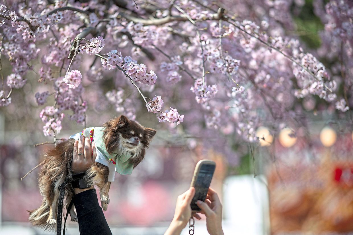 4. Visitors photographing a dog beneath a cherry blossom tree at Ueno Park in Tokyo, Japan. — AFP