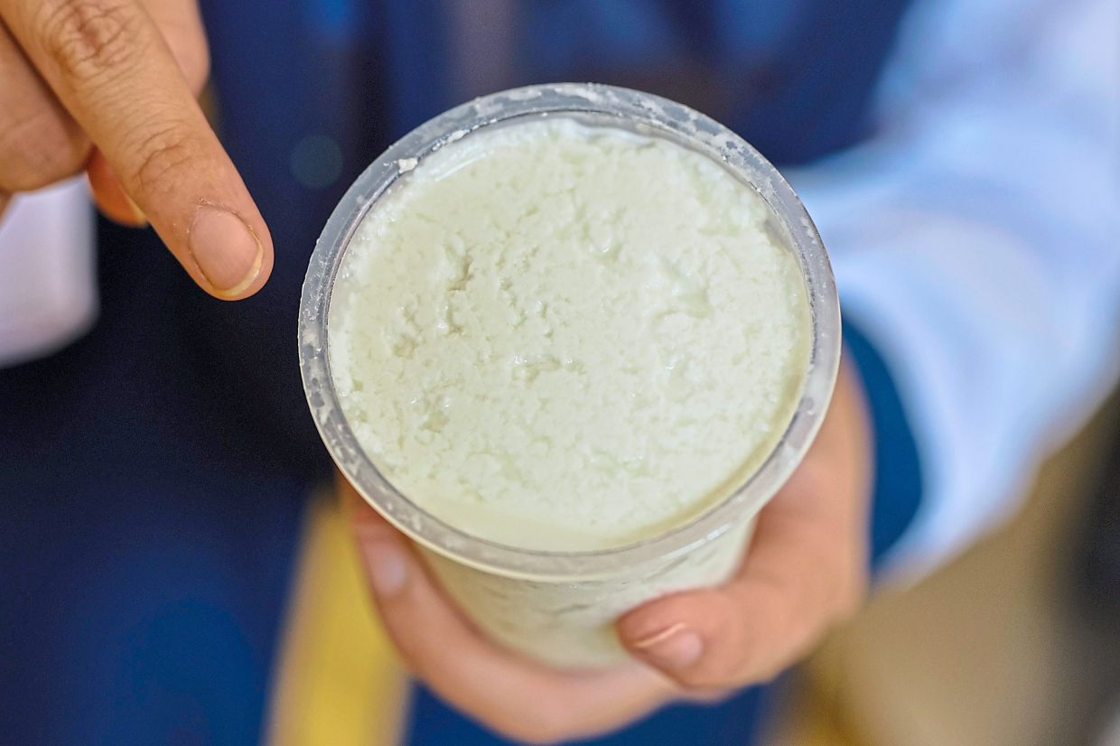 The curd separated from buffalo milk whey that is used to make probiotic drinks. 