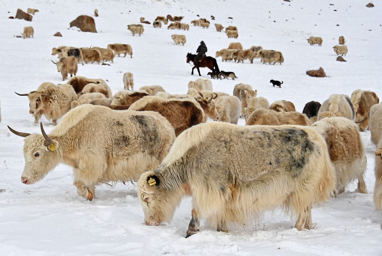 Amantur riding a horse while looking after a herd of white yaks grazing at a snowy pasture in the remote Kyrgyz mountains. — AFP (From left) Amantur, Baatyrbek and Tashtanbek of the Akmatov family sitting by a table in their house in the mountainous Kyrgyz village of Kara-Saz. — AFP
