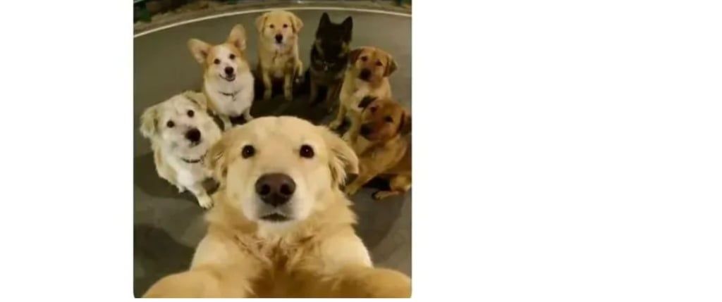 The dogs’ incredible journey home has captured widespread attention online, with videos amassing over 230 million views. - mp.weixin.qq.com