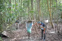 Terengganu bee honey farmer finds the sweet spot in business