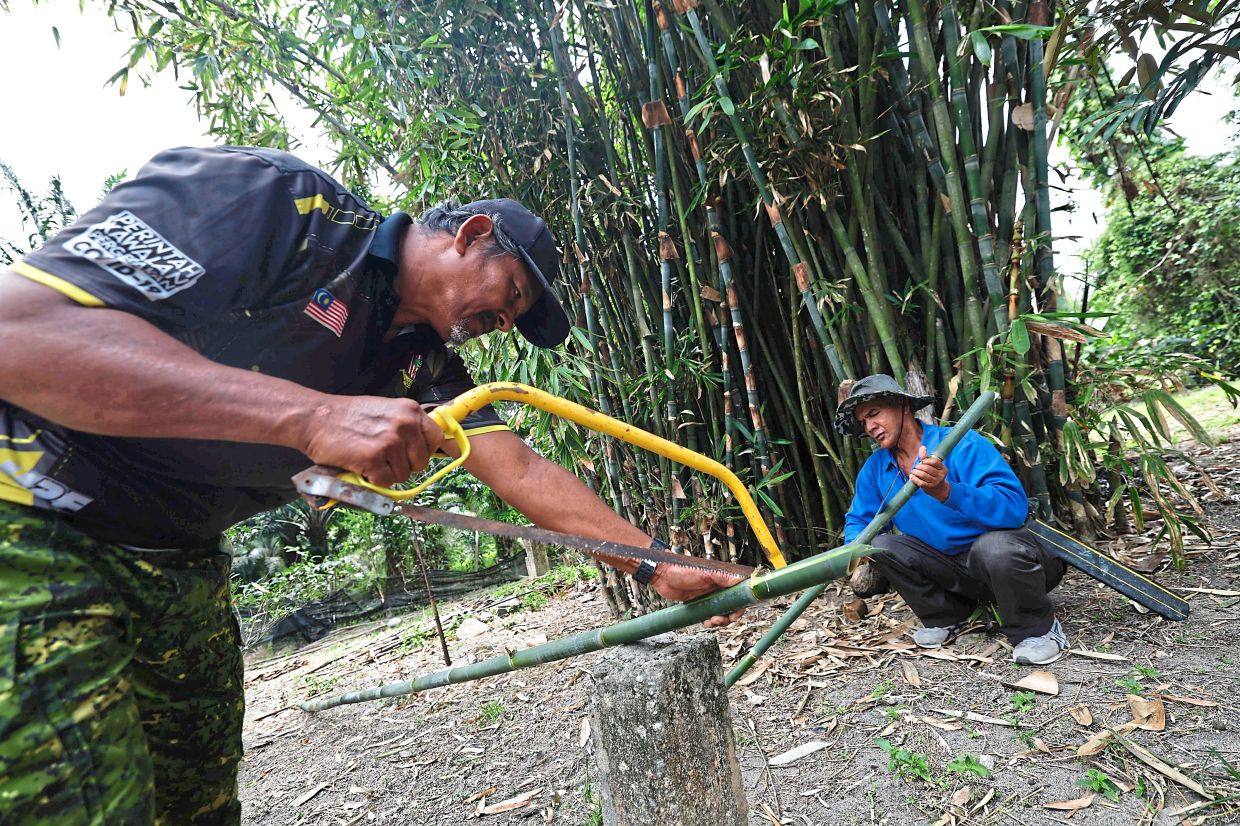 Mohd Alias (left) and Sufian cutting the stems to size for his customers who are lemang sellers. 