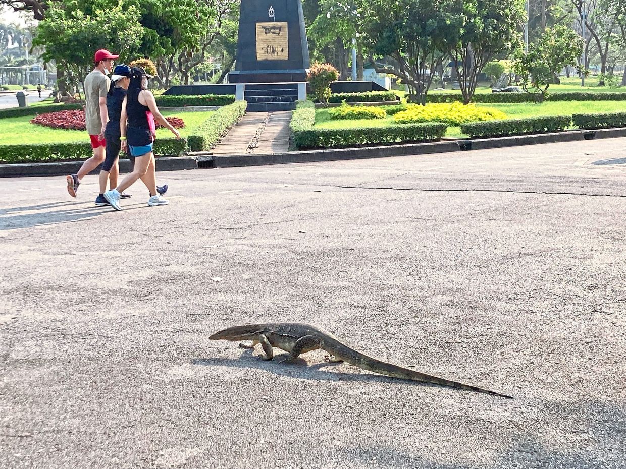 A monitor lizard crawls across a path while walkers pass by without noticing it.