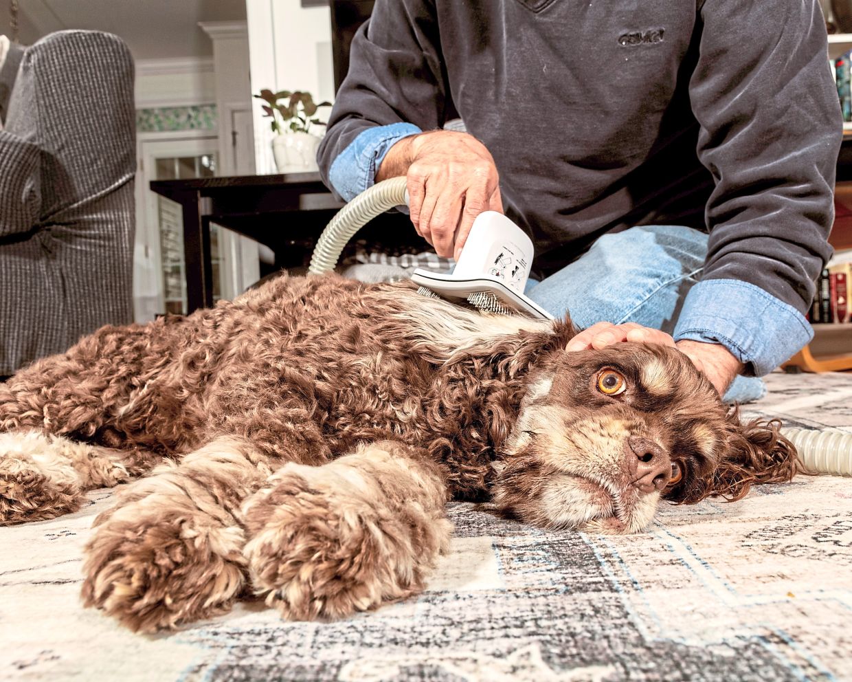 Paul Londraville trims the hair on his cocker spaniel, Oliver, with an electric clipper that attaches to a vacuum cleaner. — JEREMY M. LANGE/The New York Times