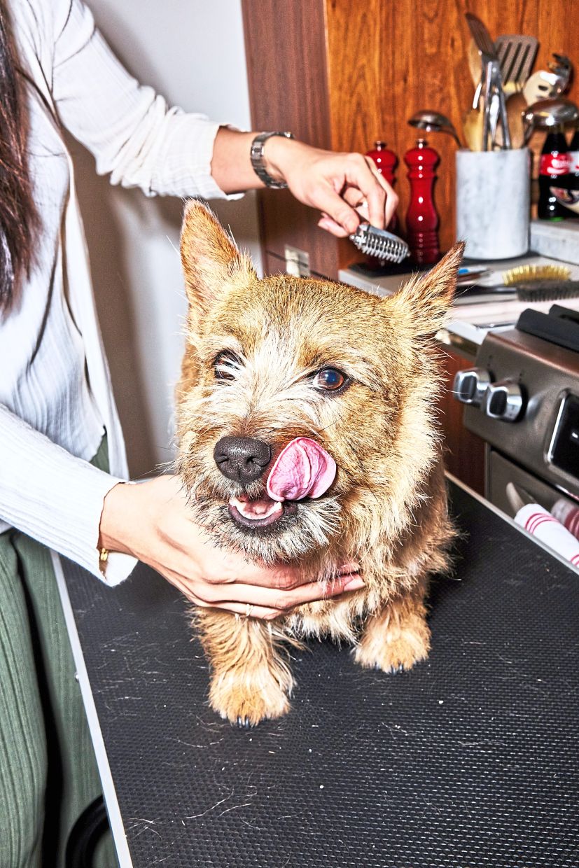 Giang grooms her dog, Porcini, a two-year-old Norwich terrier, who requires a technique called hand stripping.
