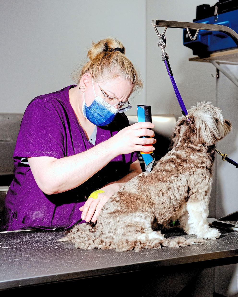 Monique Langlois trims hair off Coco at Bone Appetit, her grooming business. — NIC ANTAYA/The New York Times