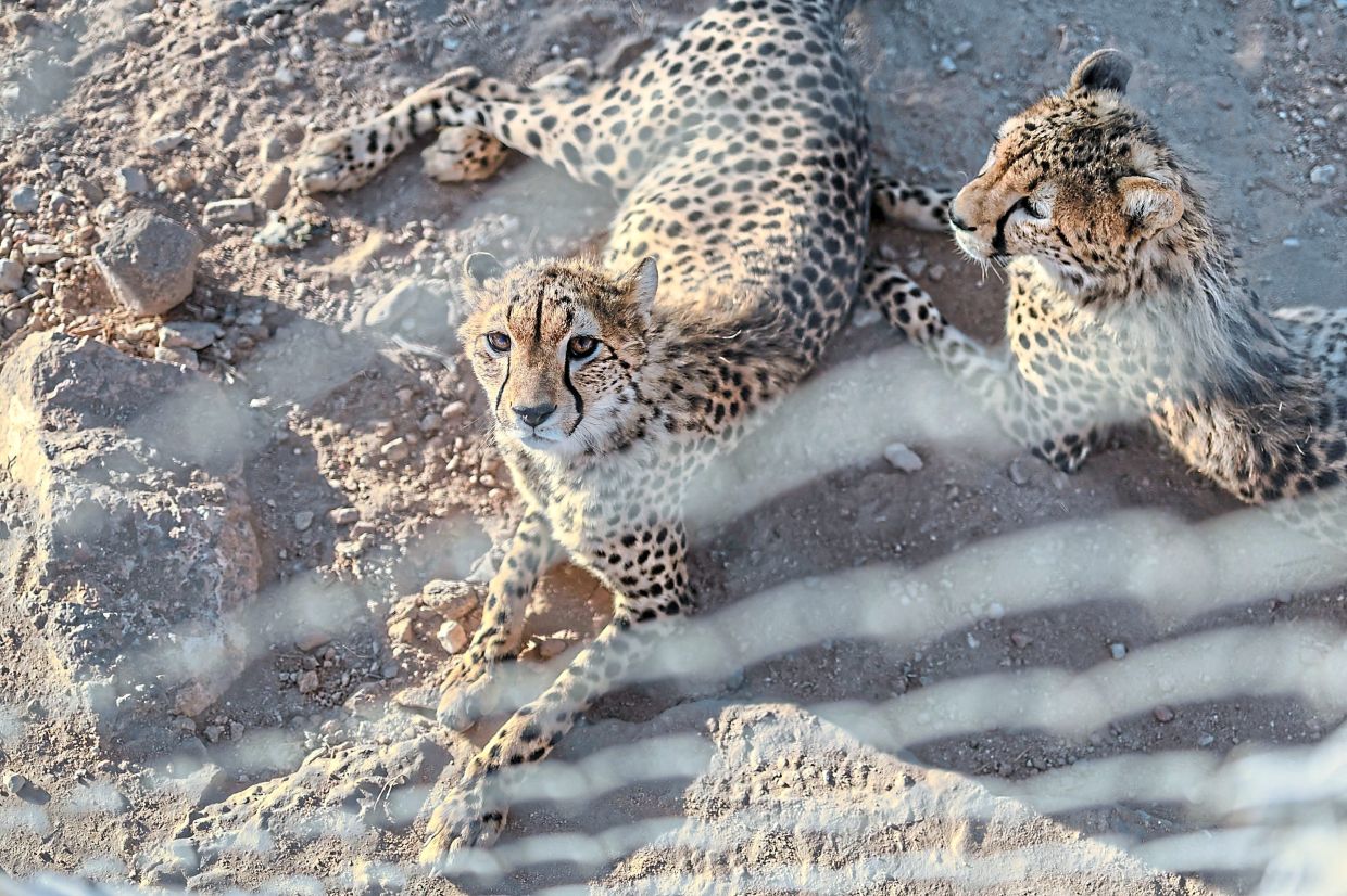 Rescued cheetah cubs rest in their enclosure at the Cheetah Rescue and Conservation Centre (CRCC) in Gaeed-Deeble on February 17, 2026.