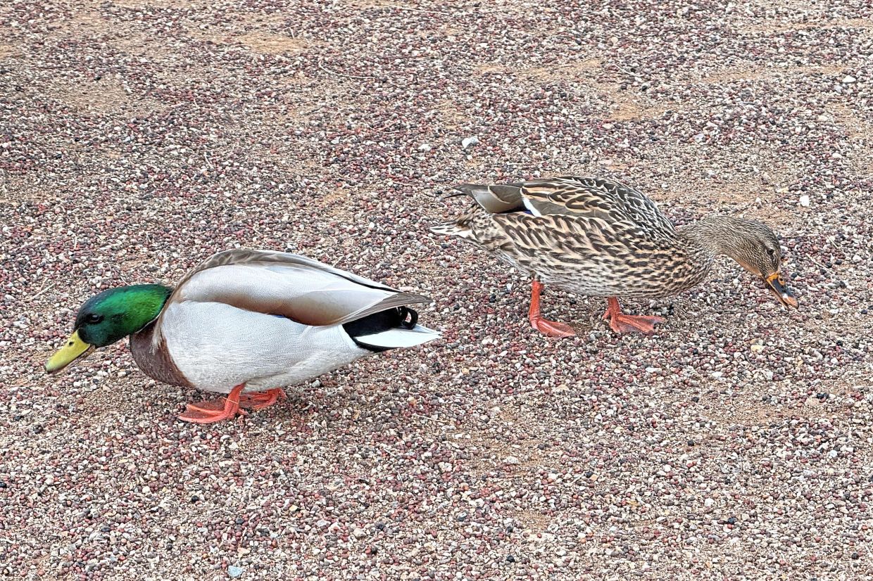 A pair of Mallard ducks appear during an accessible birding outing for people with limitations.