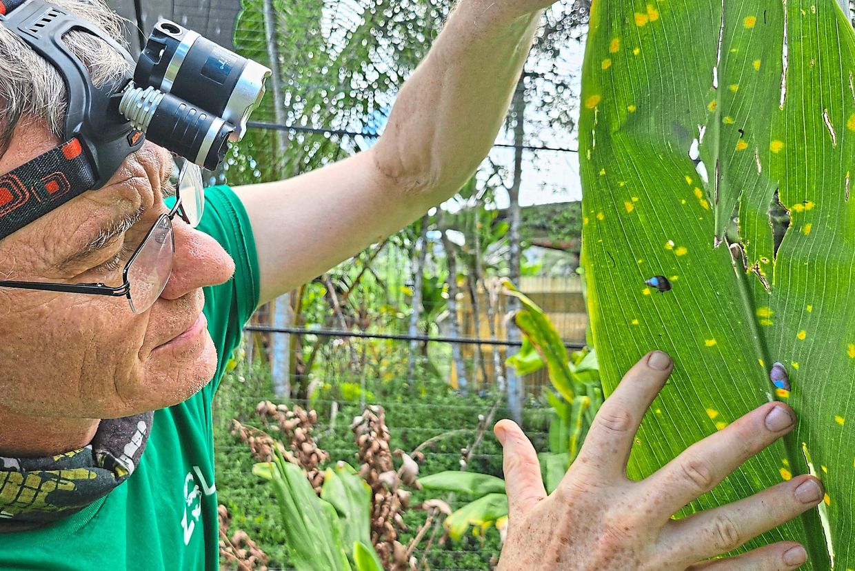 Pearce-Kelly, curator of invertebrates and fish at the Zoological Society of London, with painted Partulas. 