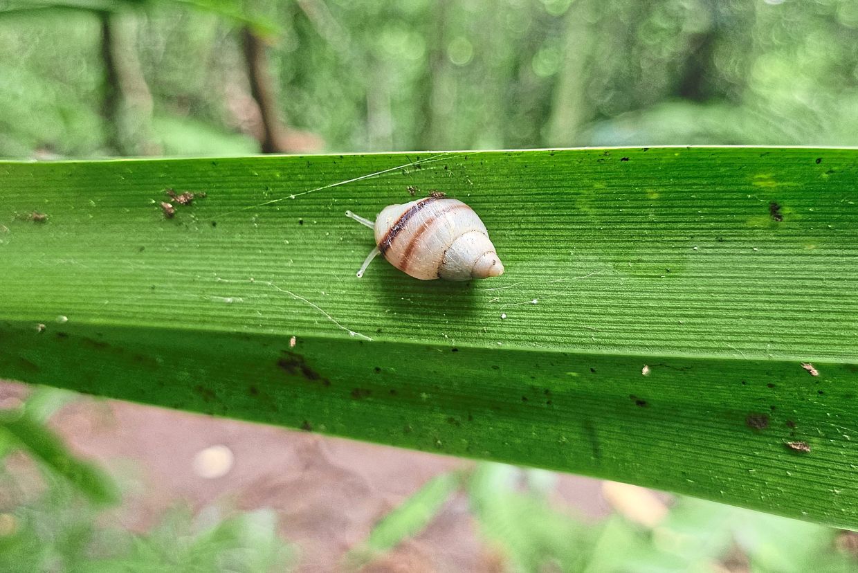 In French Polynesia, the native Partulas play a crucial ecological role clearing forest fungi. 