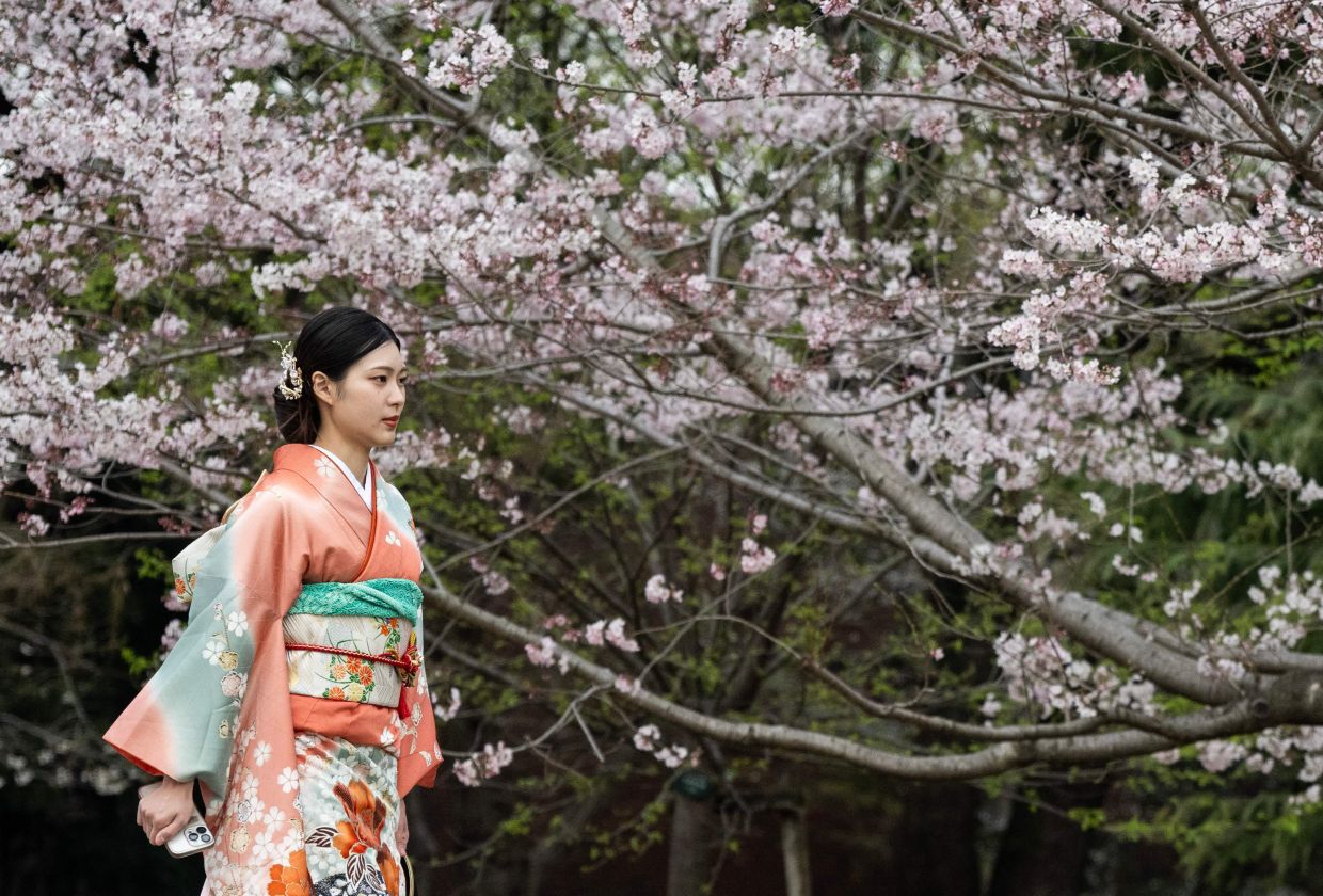 A woman in traditional dress walking past a cherry blossom tree at Ueno Park in Tokyo on March 25, 2026. - AFP