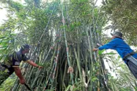 ‘Lemang’ high season helps rubber tapper earn extra