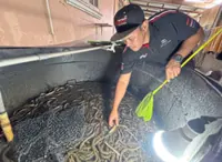 Despite challenges, eel farming venture pays off for Kelantan duo