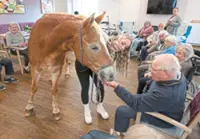 Healing hooves: A horse at a German nursing home improves residents' well-being