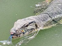 Monitor lizards: The giants of Bangkok's urban jungle