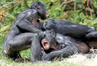 Are bonobos truly the peaceful counterparts to chimps? New study says no