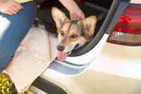 How to prepare for a road trip with your pet dog