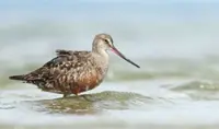 This shorebird flies 30,000 km a year – can nations save it?