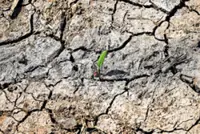 Sabah's Pulau Sebatik declared drought disaster zone