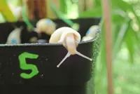 Slowly, slowly, these snails are returning from near extinction