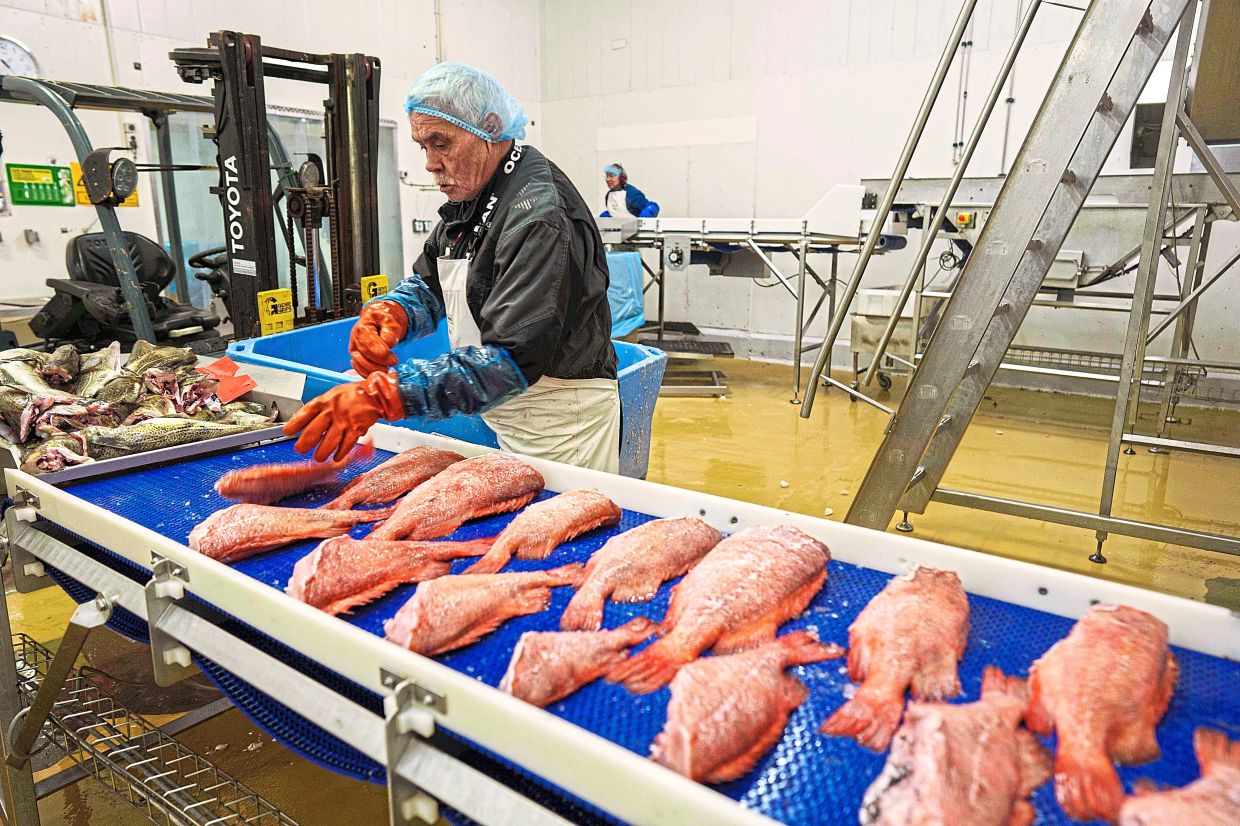 A worker at Royal Greenland seafood company puts redfish onto a conveyor belt.