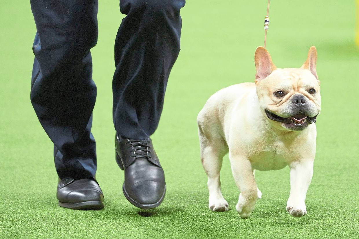 French bulldogs are known for being self-assured, apartment-friendly and endlessly funny, but it's also at the centre of increasing public conversation about the health of flat-faced dogs.