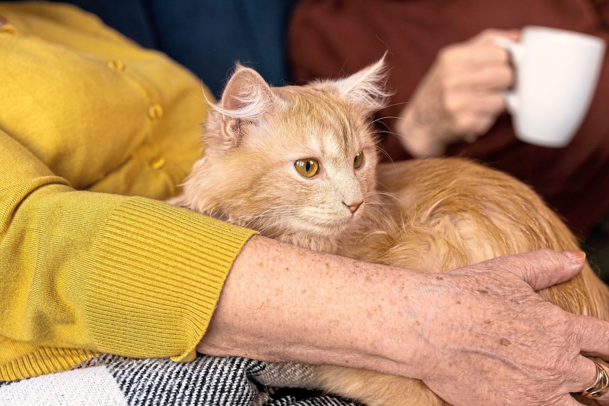 Owning a cat was associated with a lower risk of dying from a heart attack or stroke, possibly by providing stress relief. — Freepik