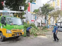 City Hall steps up tree maintenance