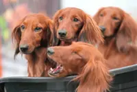 Hot dog breeds in the US: Dachshunds ride high as French bulldog frenzy cools