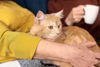 Get a dog, live longer? Pet owners tend to be healthier, studies show